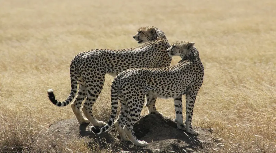 8 Days Serengeti Migration Safari | Tanzania Group Tour gallery image 2